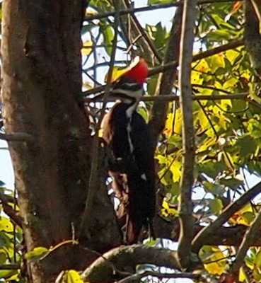 [A medium-sized bird with a large red crest at the top of its head. The rest of its head has black and white stripes. There is a white line down its dark body. We see the left side of the bird as it is ready to peck the tree trunk.]